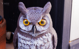 Owl Scarecrow & Reflective Discs: the best or the worst? Dalen owl scarecrow