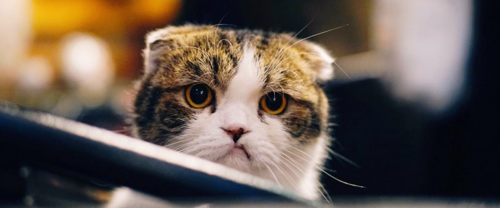 annoyed cat