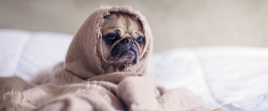 sleepy pug