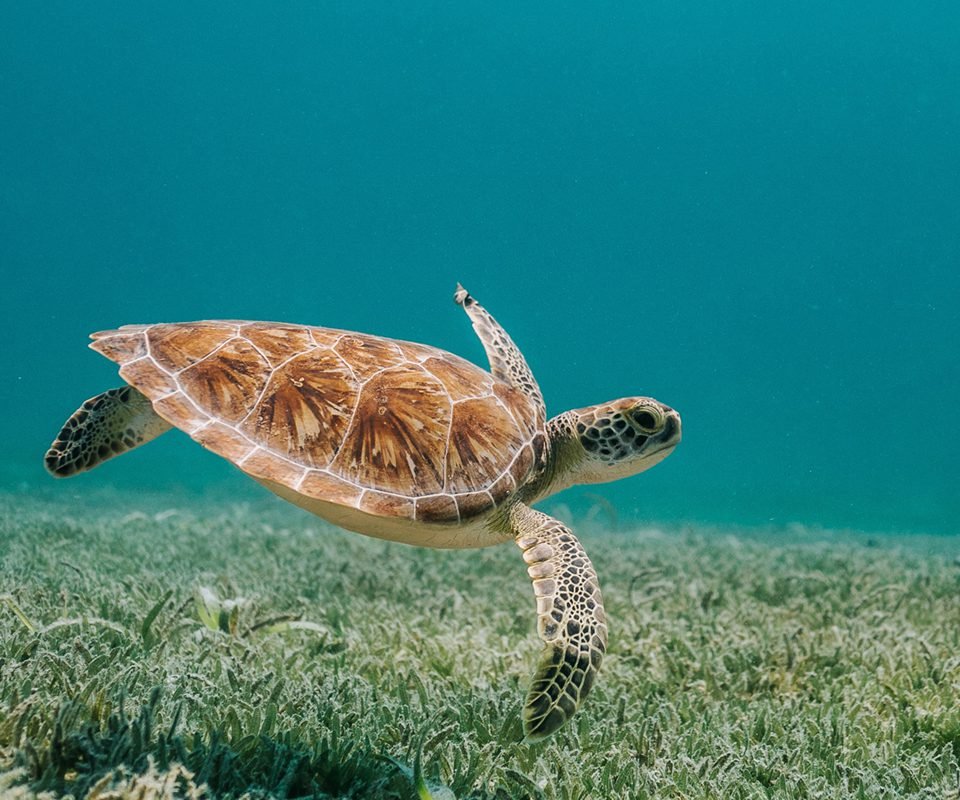 swimming turtle