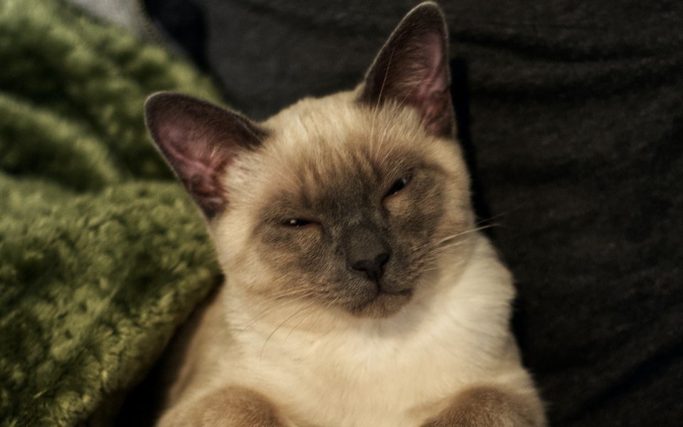 annoyed kitty