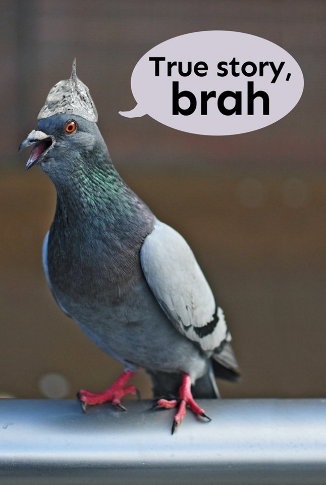tinfoil hat pigeon going "True story, brah" vs owl scarecrow